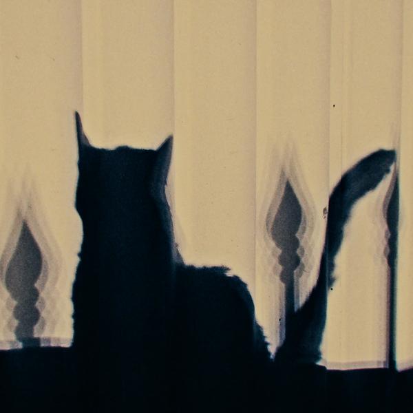 O GATO DA VARANDA