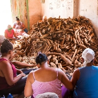 Canto de Acauã